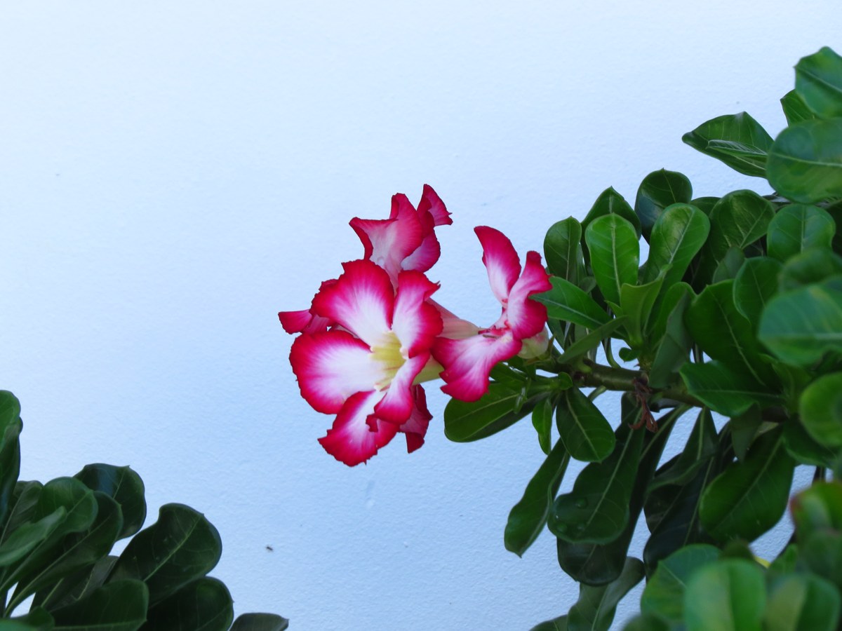 Flowers in the Happy Life Villas garden