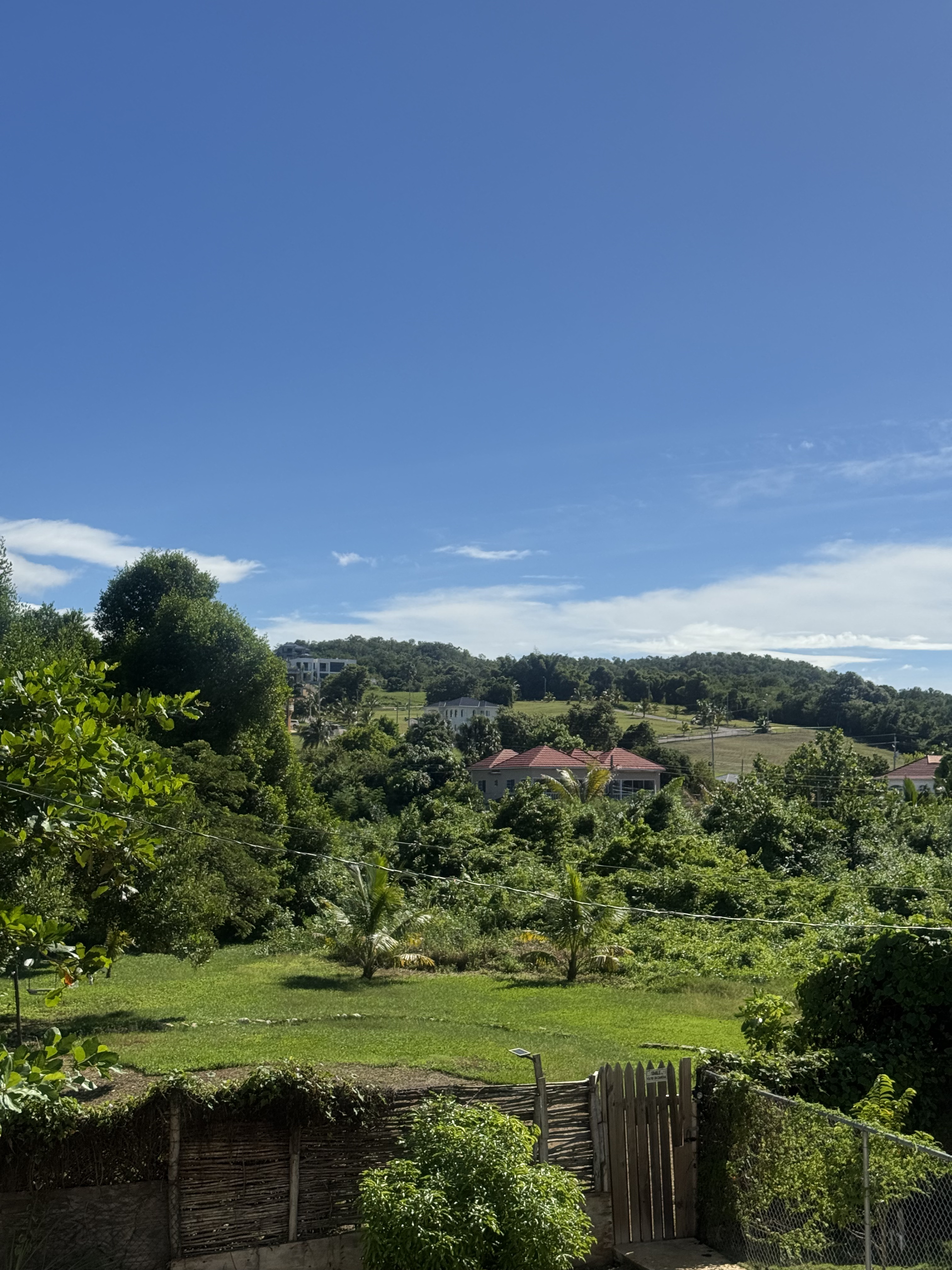A green lawn, palms and garden gate viewed from above